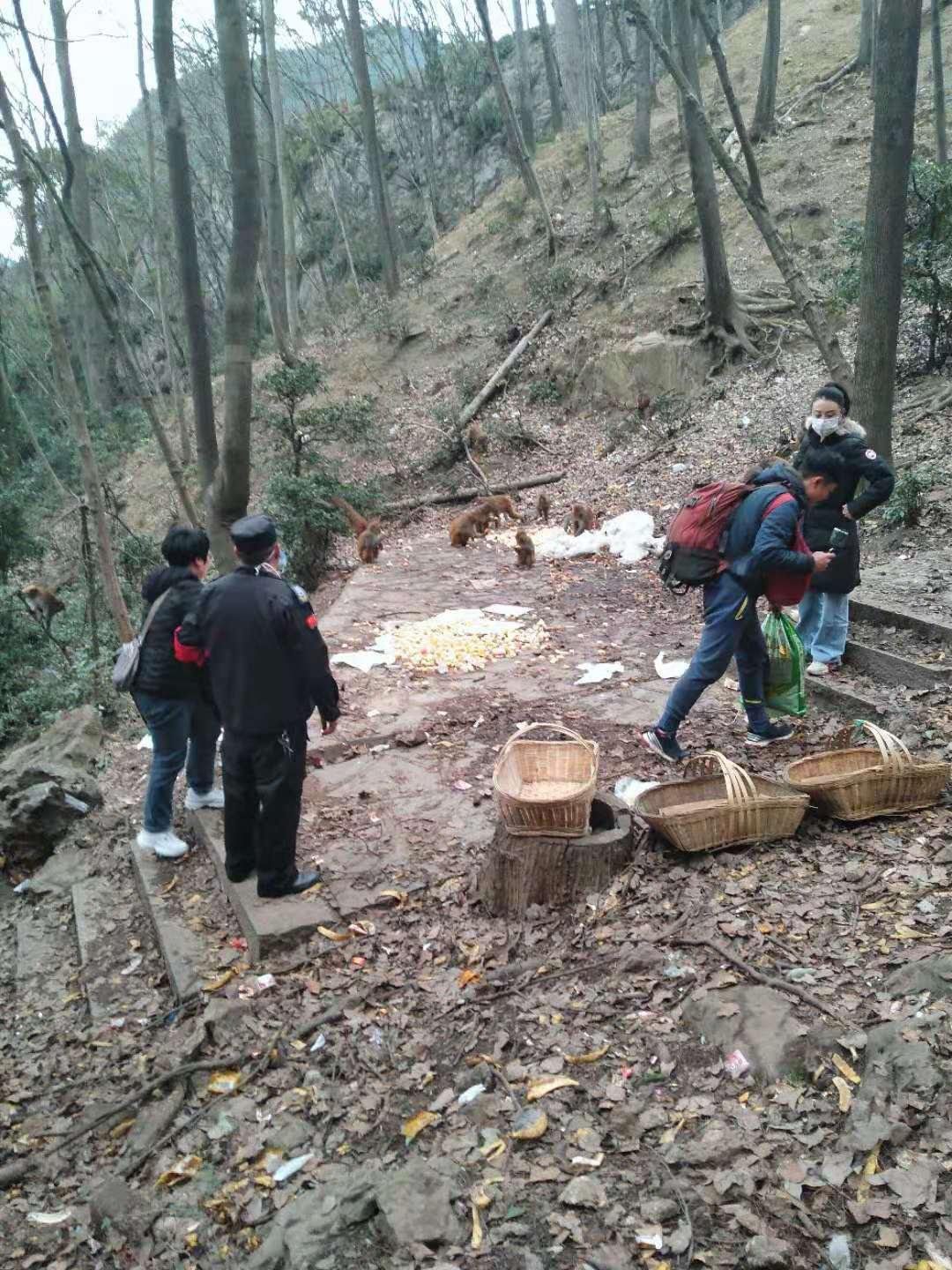 女子黔灵山偶遇猴子并带回家，人与自然的美好邂逅