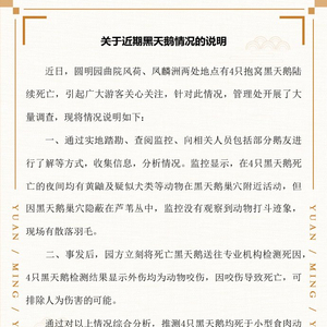 圆明园回应四只黑天鹅死亡事件，生态保护的反思与启示意义