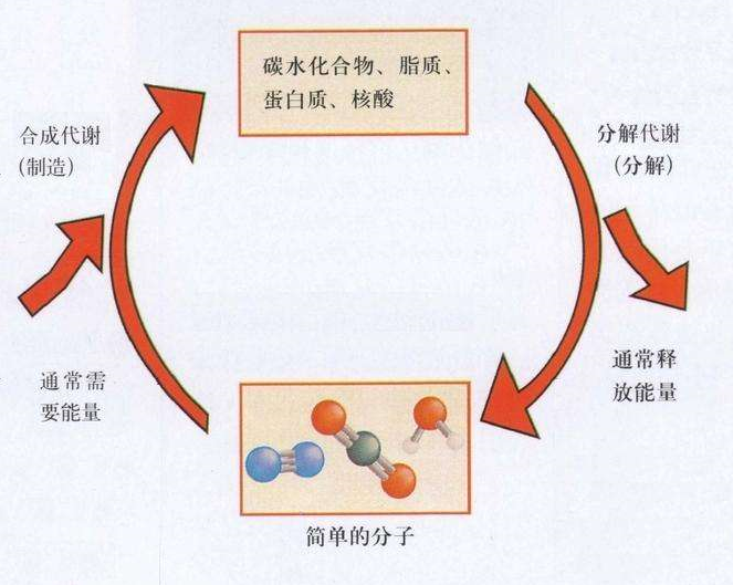 养生食谱助力提高新陈代谢,提升优化科学实践_宏图版38.21.96